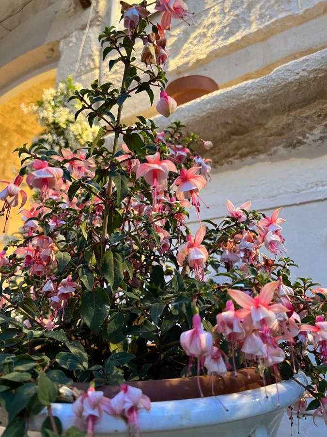 Dimora Martina Bed & Breakfast Loseto Exterior photo